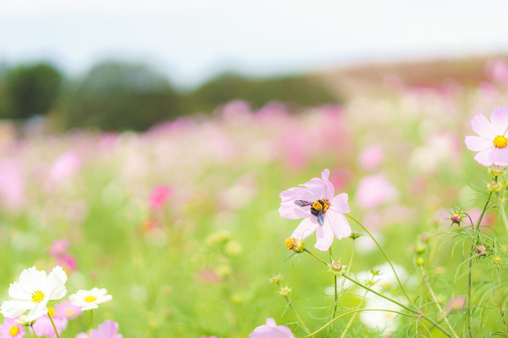 花粉あつめ