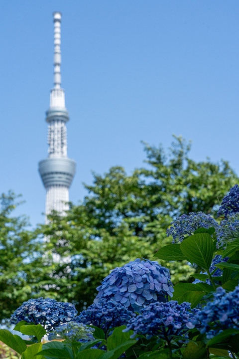 東京の紫陽花