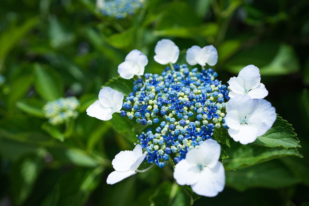 紫陽花の季節