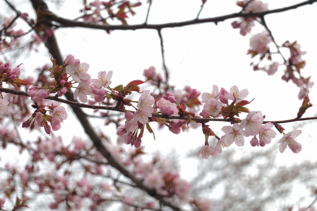 大通公園の桜が咲きました