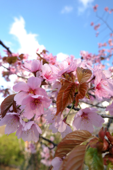 近所の桜はまだまだです