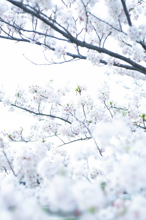 淡く桜