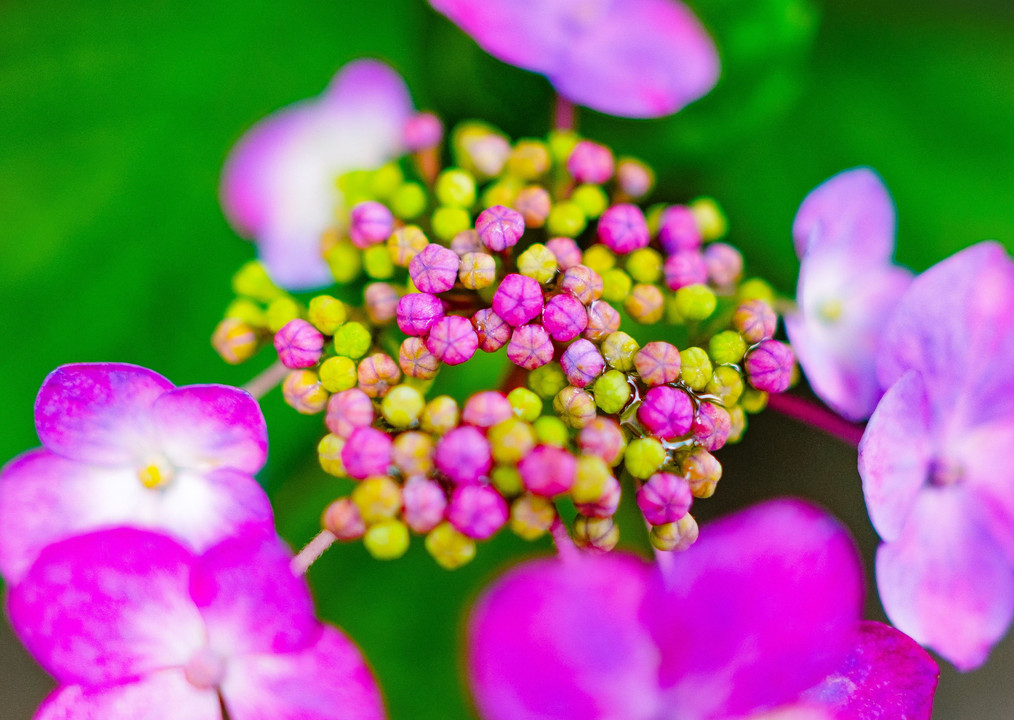 つぼみ紫陽花