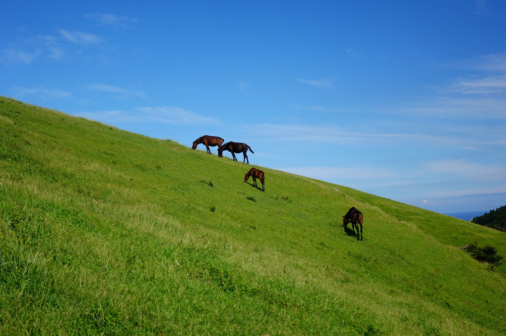 草原と御崎馬