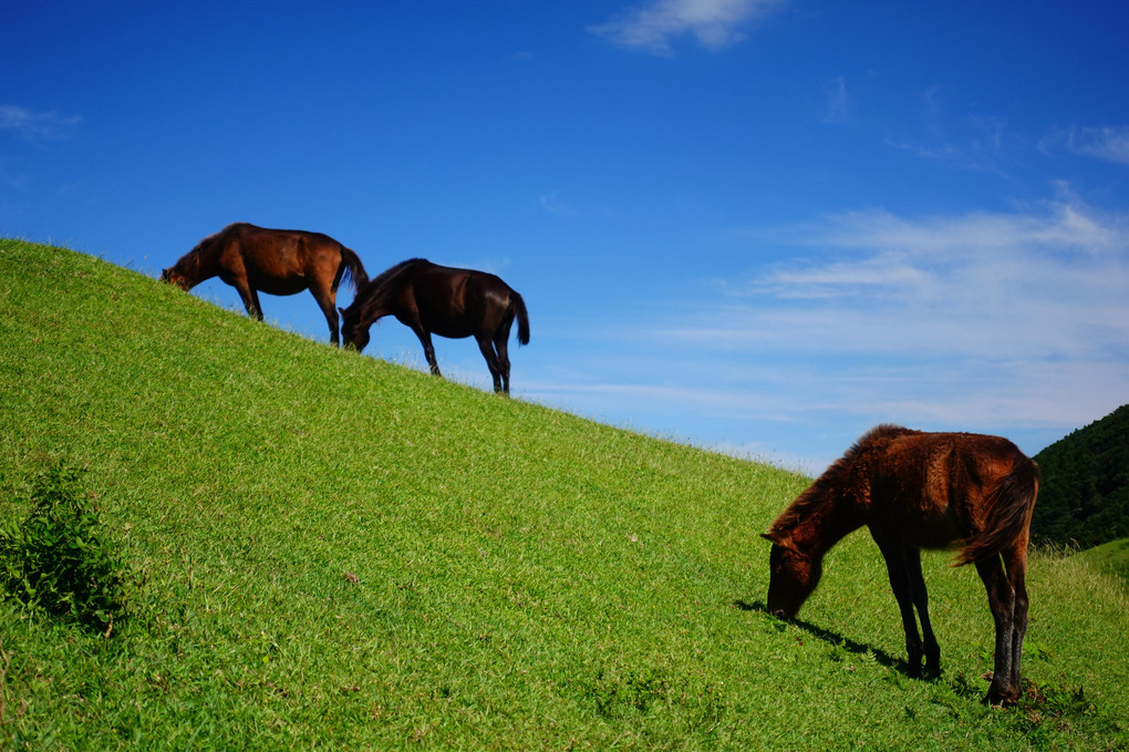 草原と御崎馬