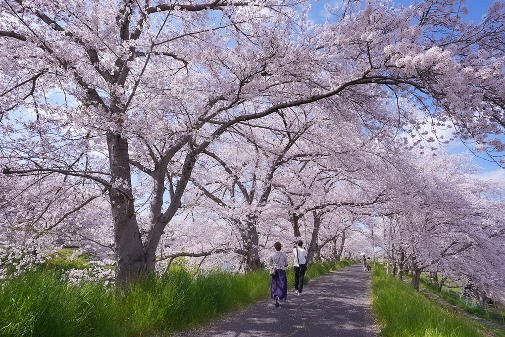桜トンネル散歩