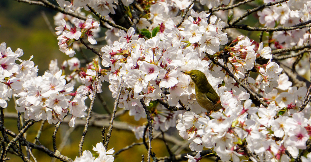 春鳥桜桃