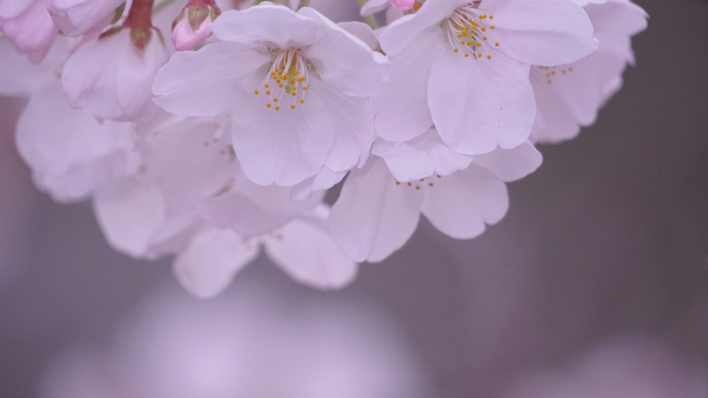 桜・サクラ・SAKURA