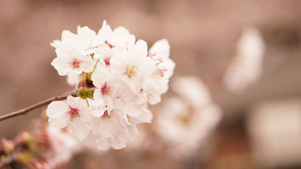 桜・サクラ・SAKURA