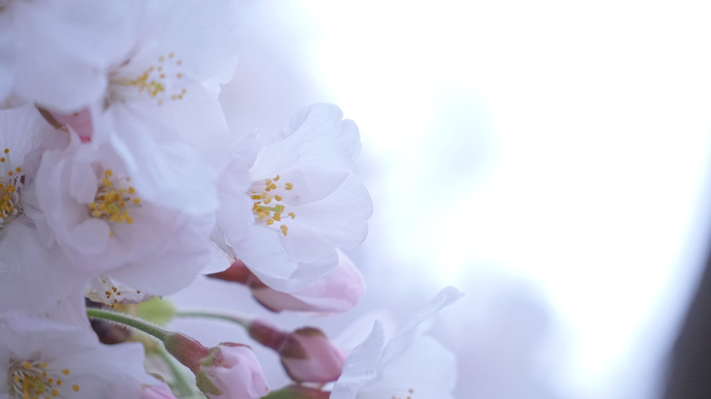 桜・サクラ・SAKURA
