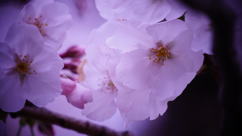 桜・サクラ・SAKURA
