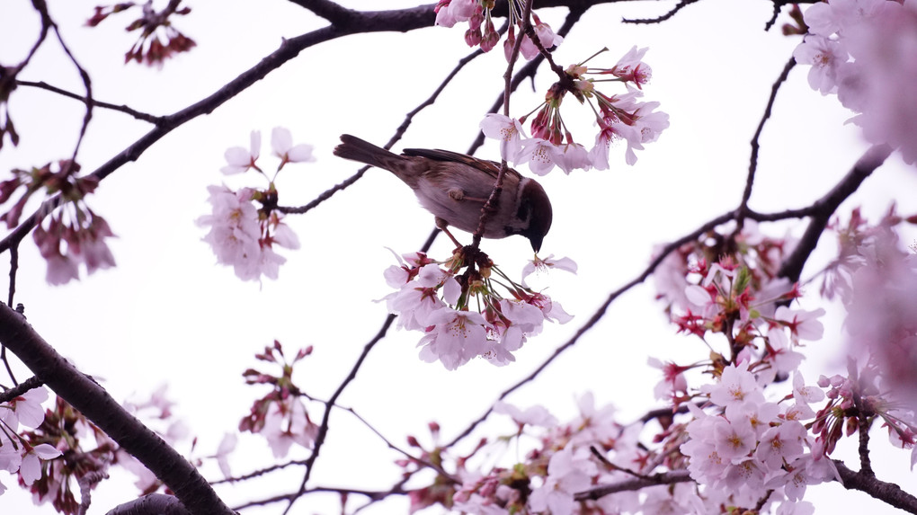 桜と鳥