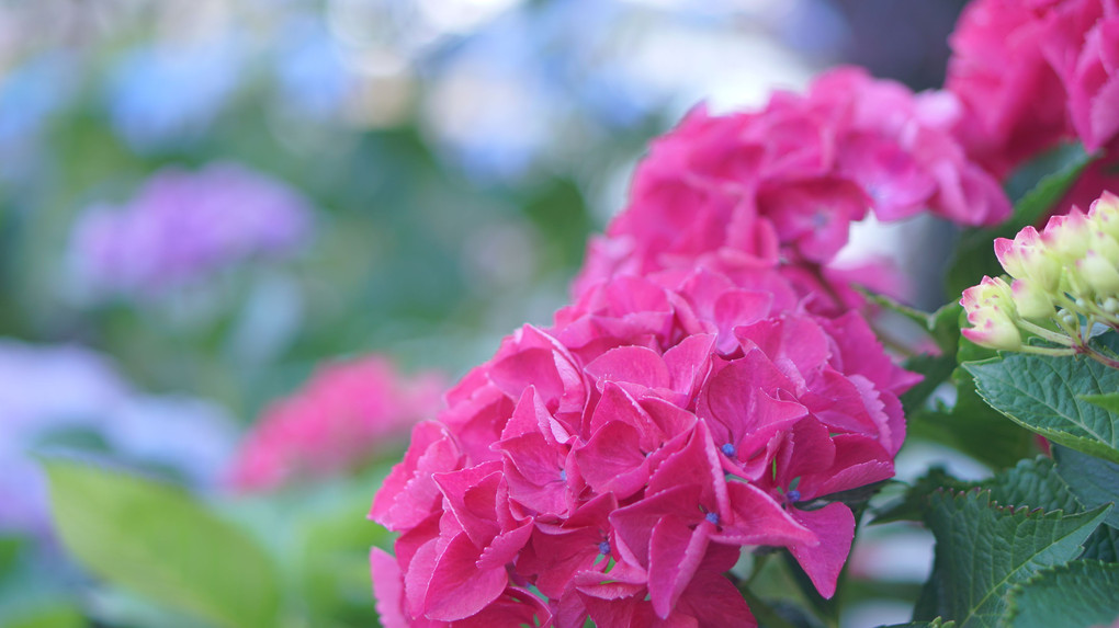 祝・退院！～紫陽花さんぽ～