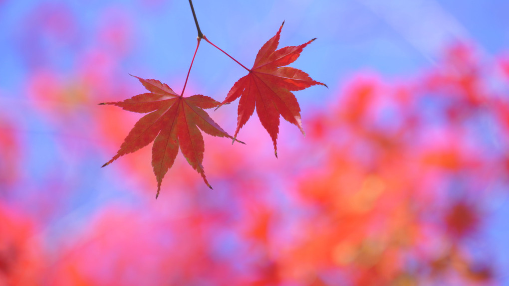 日比谷の紅葉狩り