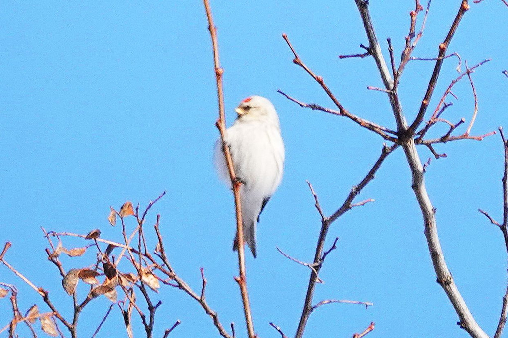 これは何んという鳥でしょう。