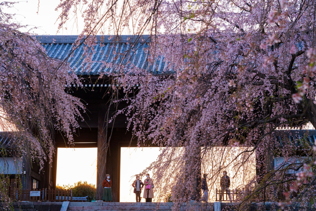 桜の山門