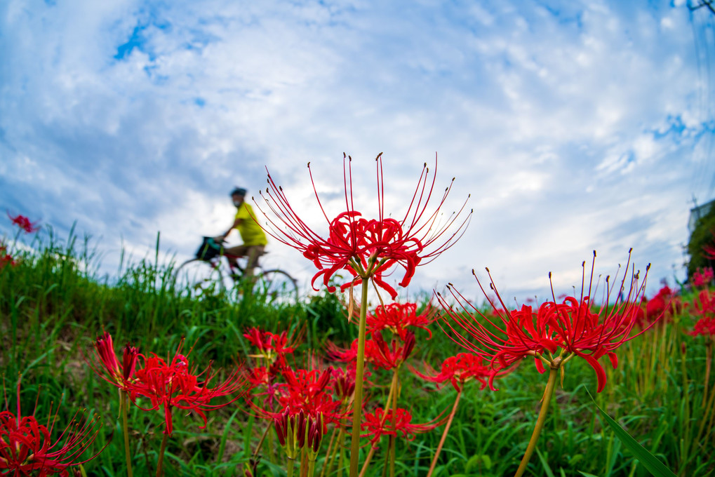 彼岸花