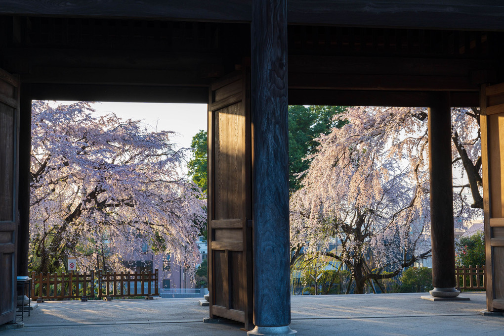 朝の枝垂れ桜