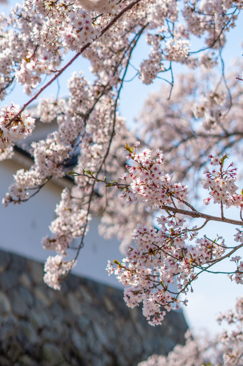 彦根城壁と桜
