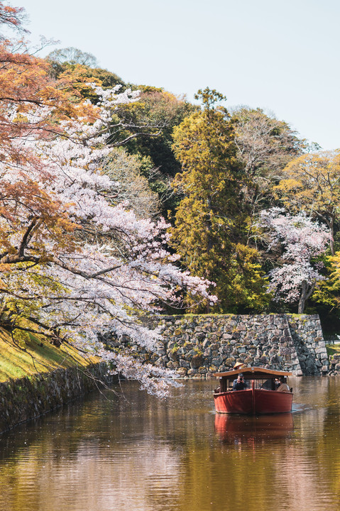 桜と屋形船