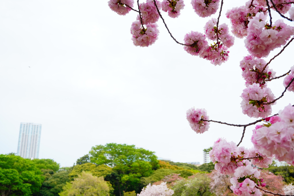 桜色を撮る＠新宿の公園編