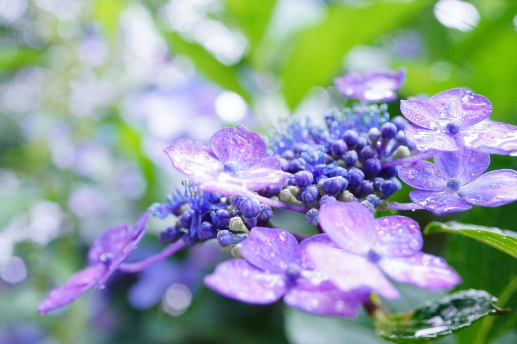 雨の中…柏尾川の紫陽花~☂