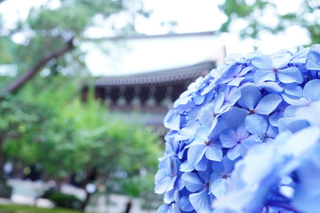 ~再び、紫陽花を見に北鎌倉、建長寺と東慶寺へ~