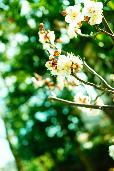 新羽の西方寺⚘蠟梅＆蕾のﾐﾓｻﾞと鉢植えの梅