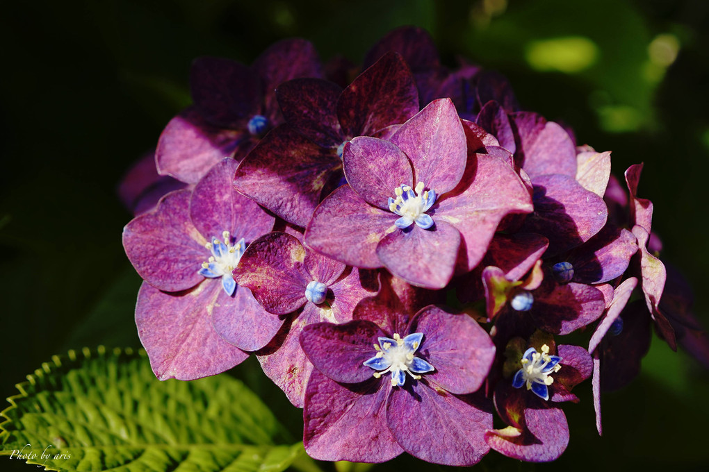 初夏の紫陽花