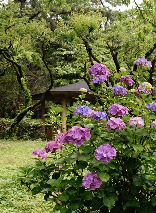 梅雨を彩る　紫陽花