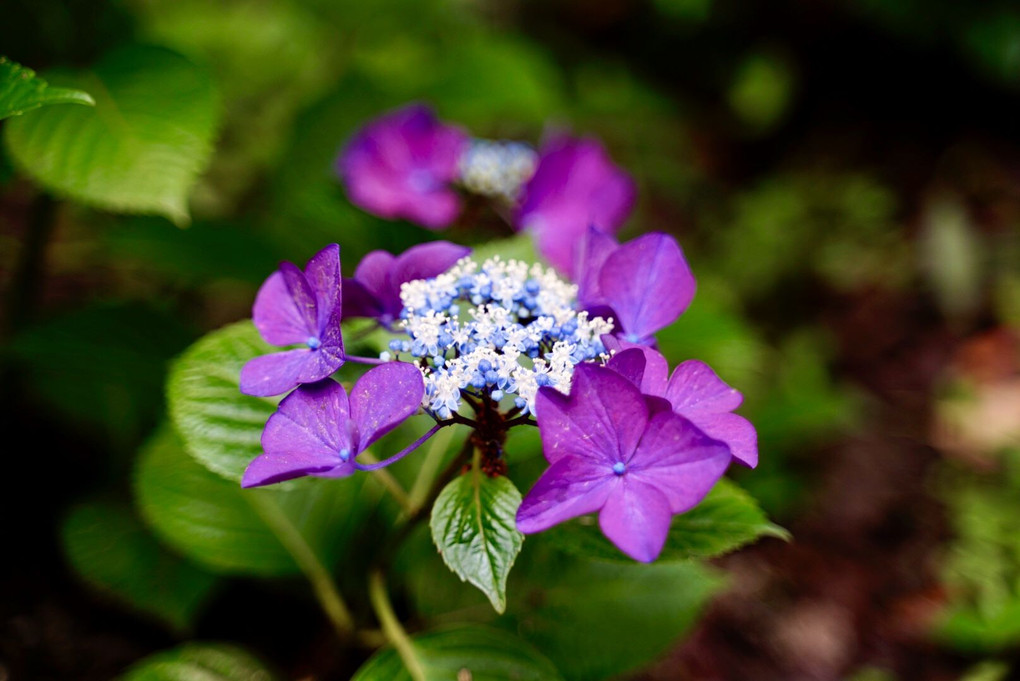 梅雨を彩る　紫陽花