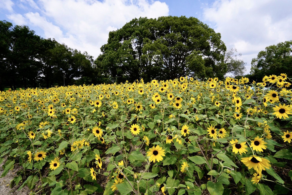 万博公園内　カフェ前