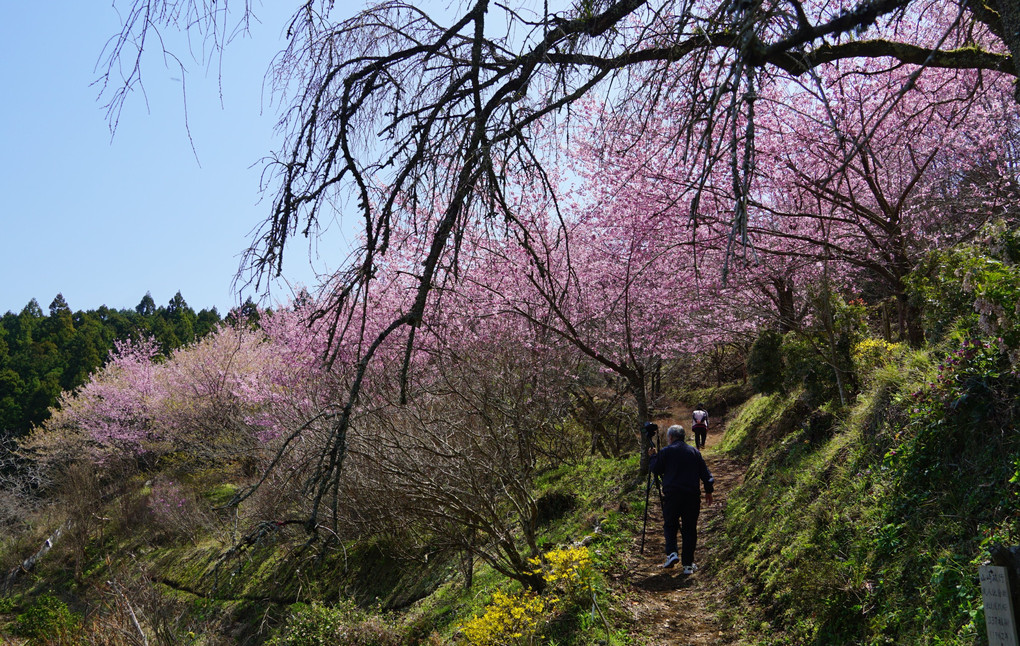 大雄紅桜の咲く里山