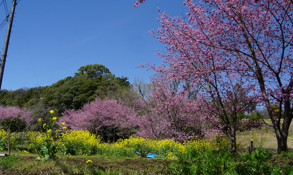 大雄紅桜の咲く里山