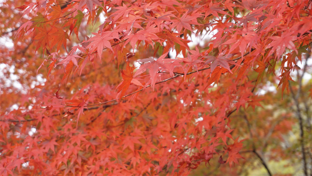 丹沢湖の紅葉