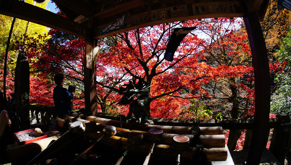 大山寺の紅葉