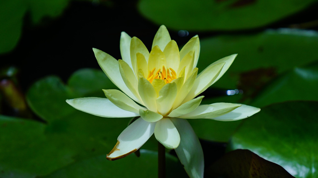 夏の東京薬用植物園2