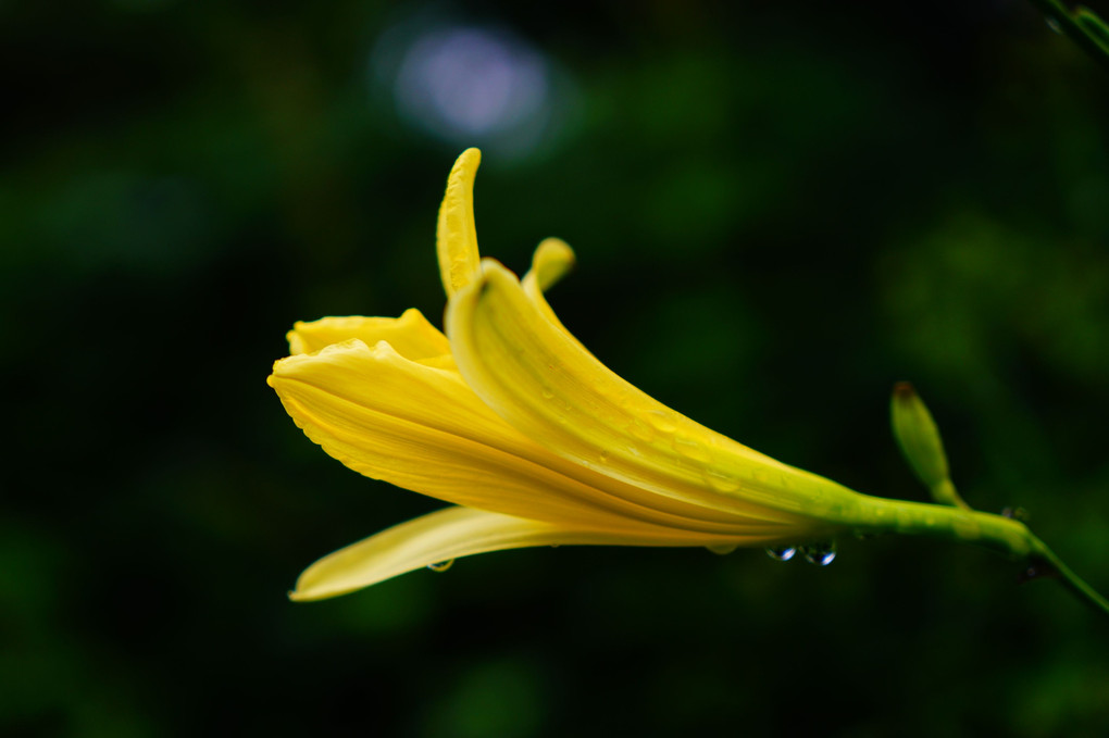 夏の東京薬用植物園2