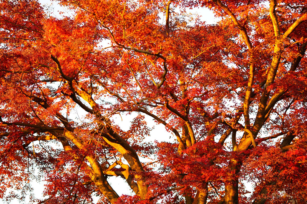 今年最後の紅葉