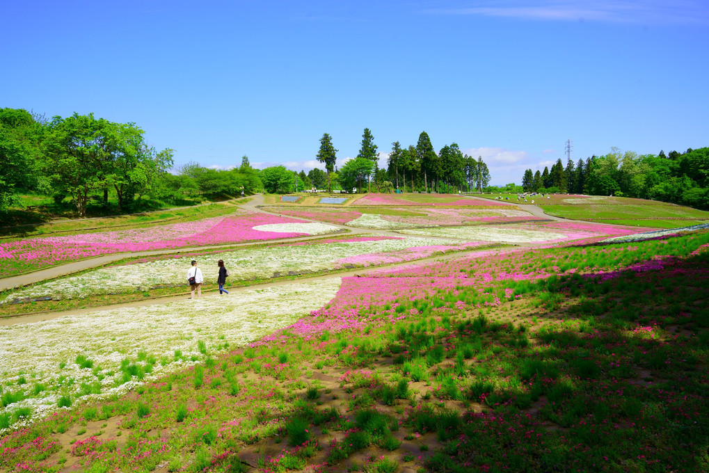 羊山公園の芝桜