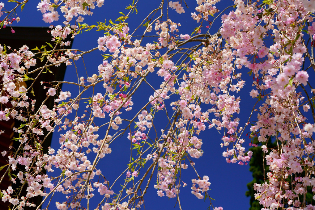 青空に桜