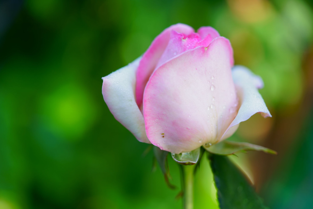 雨上がりの薔薇