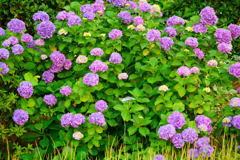また、紫陽花