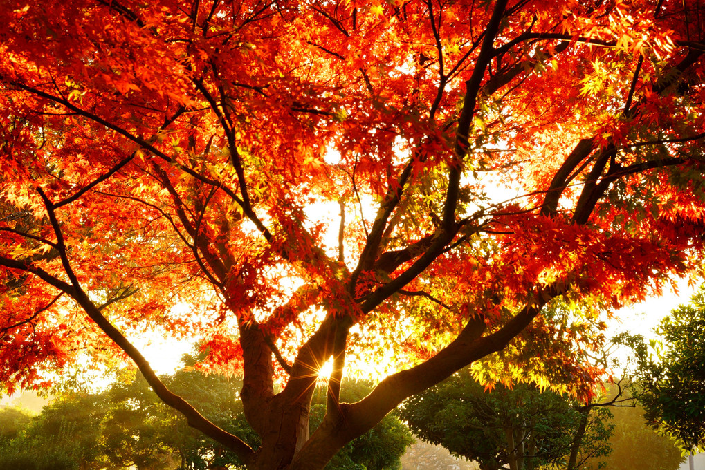 朝の光、秋の色