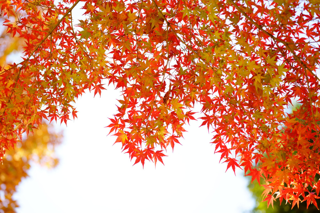 紅葉の季節