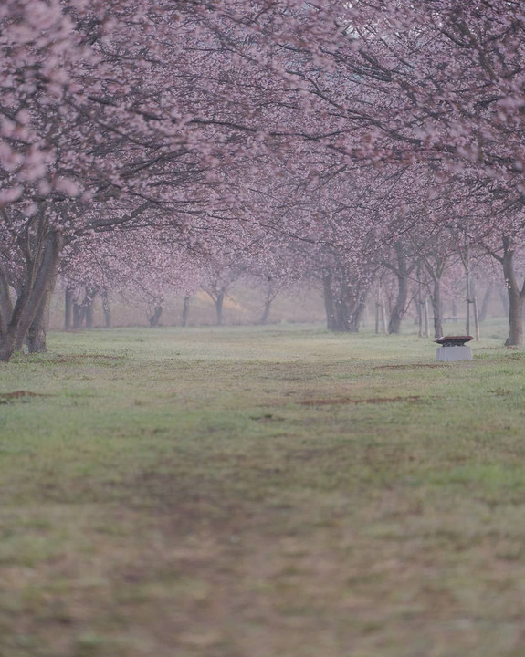 北浅羽桜堤公園