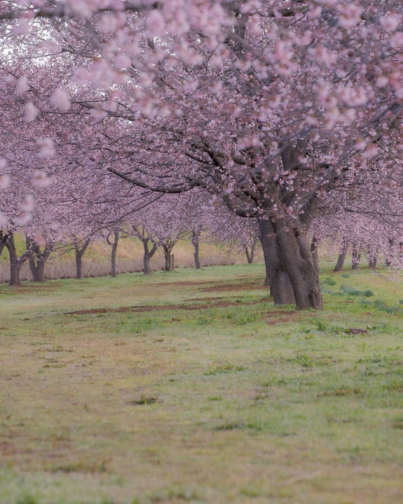 北浅羽桜堤公園