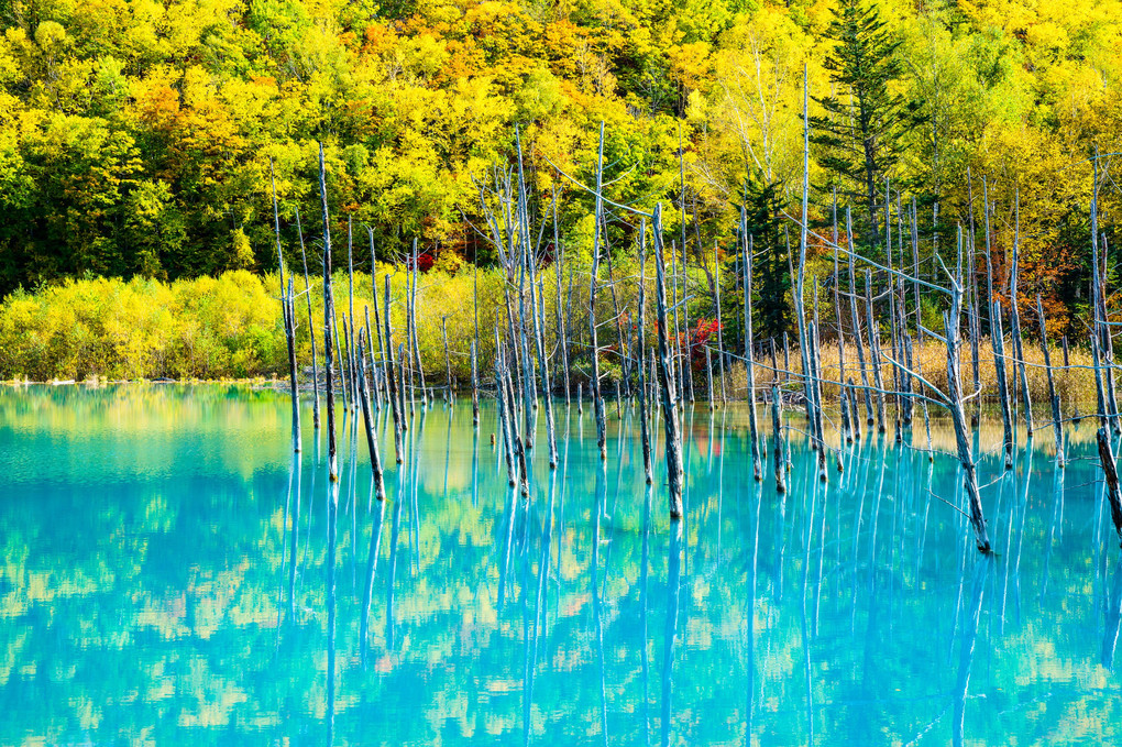 秋色の青い池