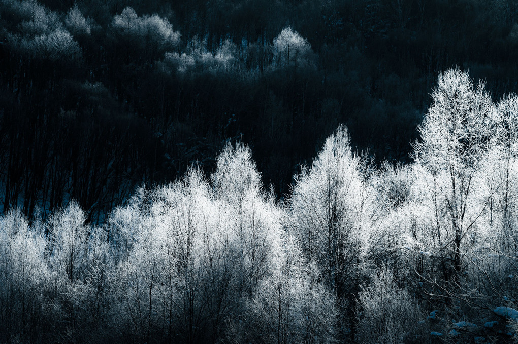 白銀の森
