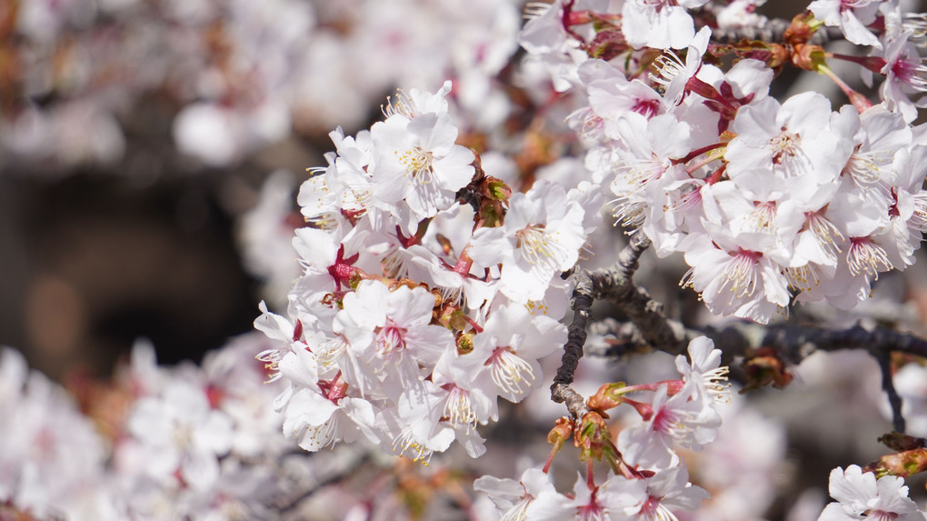 千島桜